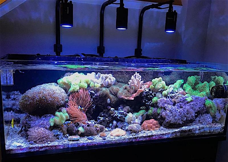 skimmerless-reef-tank