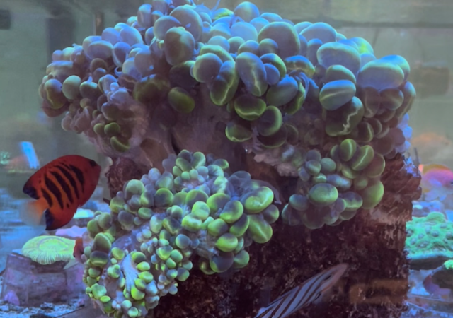 24岁bubble coral with Flame angelfish and Copperband Butterflyfish