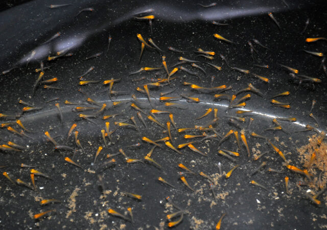 pseudochromis flavivertext，日出dottybacks，孵化后35天