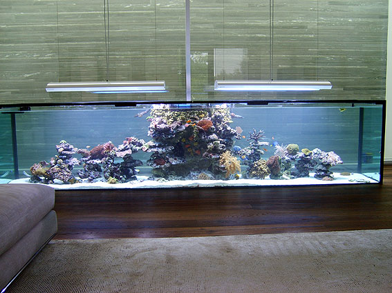 Full tank shot, home aquarium