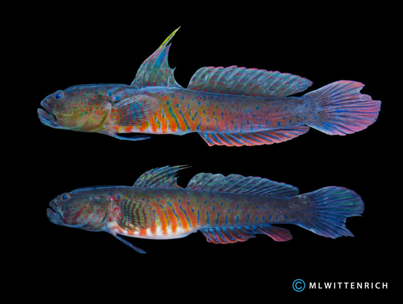 Crested Oyster Goby- cryptecentroides Gobiodes-相当看！（图片由Matthew L. Wittenrich提供）