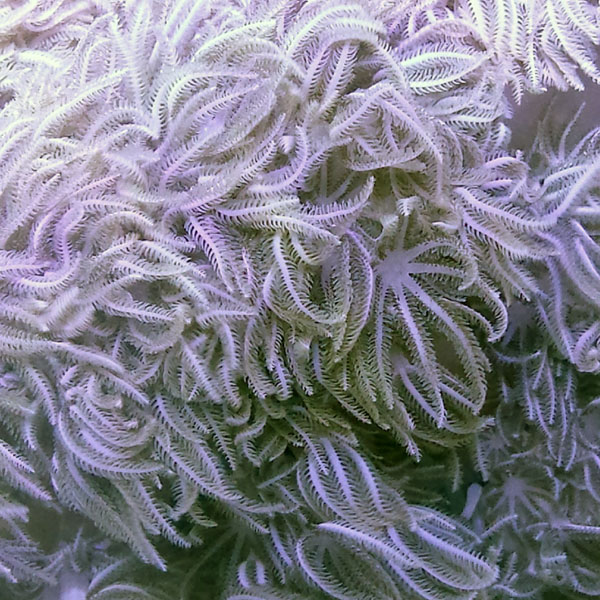 直感珊瑚是一种很受欢迎的珊瑚，可以用来生长和装饰家庭水族馆