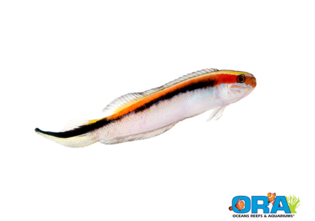 圈养的东部胡拉菲什（Hulafish），Trachinops Taeniatus，ORA的最新介绍