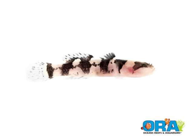 ORA的最新放生——圈养的豹鰕虎鱼。