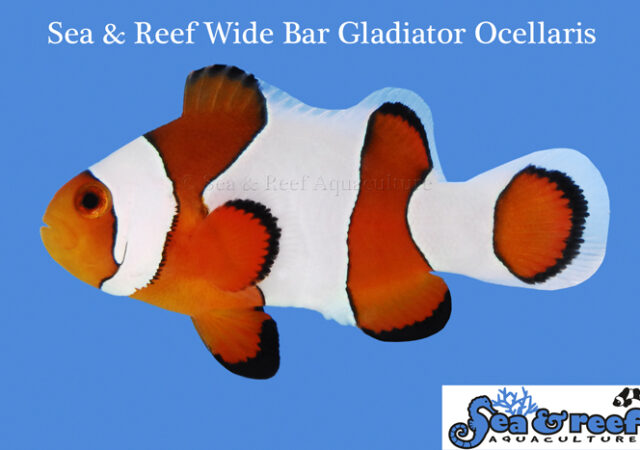 宽酒吧角斗士小丑鱼由海洋和珊瑚礁水产养殖