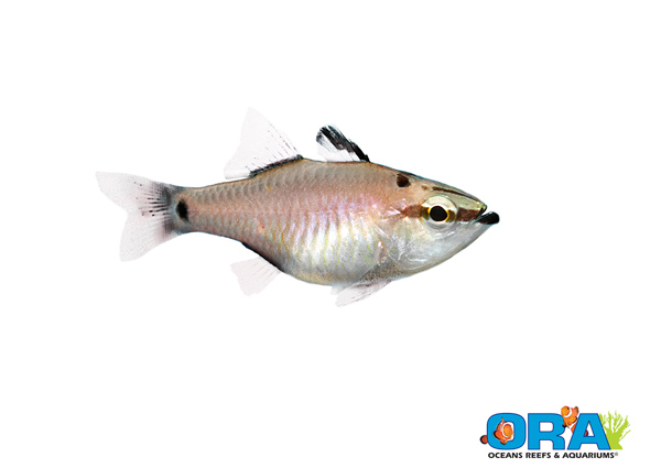 ora最新的海洋鱼类繁殖首先出现在左上的领域 -  apogon notatus