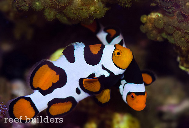 ultra-picasso-clownfish