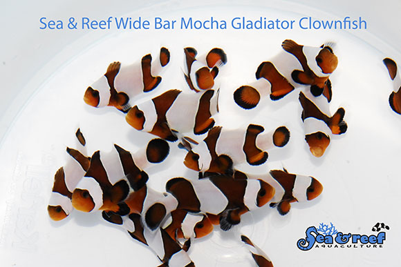 Sea＆Reef介绍了宽酒吧角斗士摩卡小丑鱼 - 是的，您以前从未见过的东西。