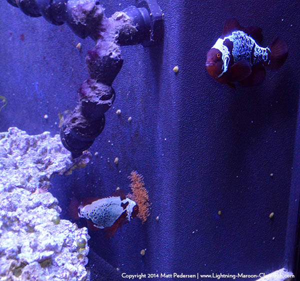 2014年10月3日，F1闪电X闪电栗色小丑鱼的第一次产卵记录。