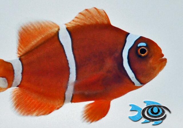 Pearl Eye Goldflake Maroon Clownfish by Fisheye Aquaculture.