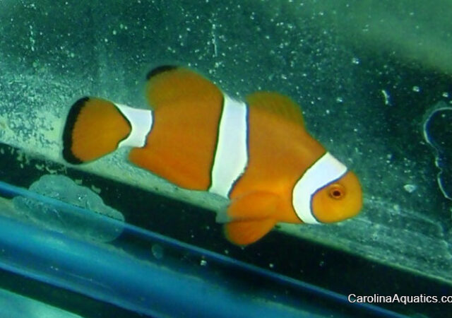 巴厘岛Aquarich的最新杂种“ Citron”小丑鱼。