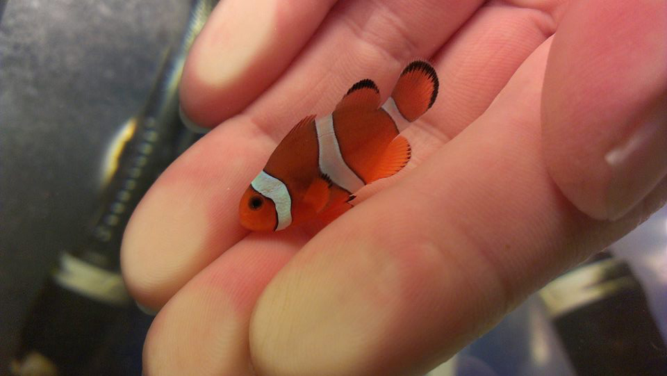 A standard 3-barred Sunset Mocha Clownfish - a hybrid back-cross bringing a different balance of parental contributions to the table.