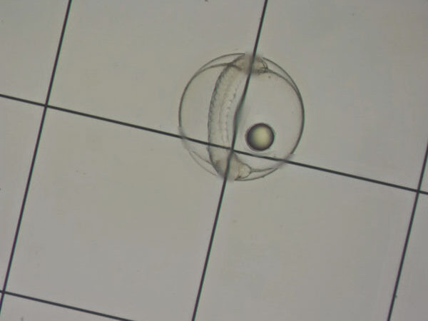 Halichoeres melanurus鸡蛋在1 mm sedgewick椽子细胞上。