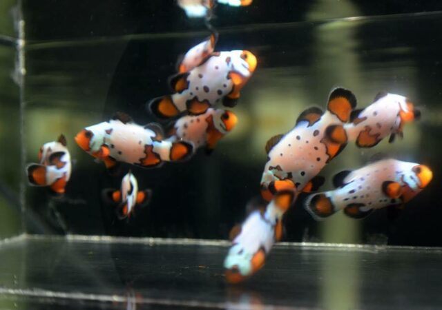 Mocha Frostbite Clownfish  - 一种新的混合和遗传组合已有可用。