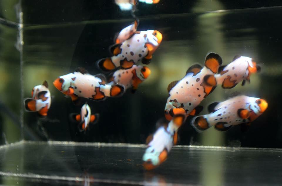摩卡冻伤小丑鱼-一个新的杂交和基因组合已经成为可用的。