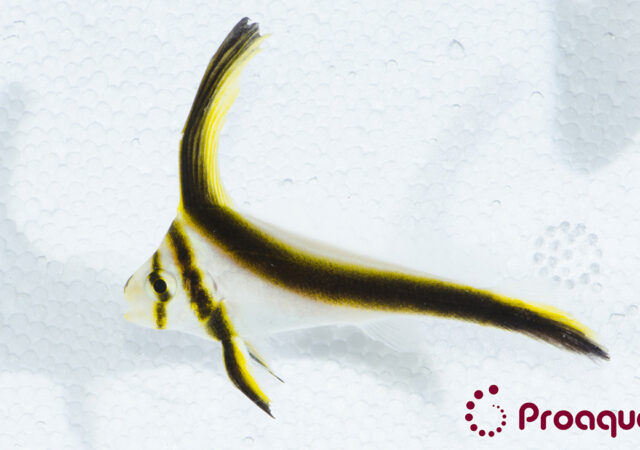Equetus lanceolatus圈养的折刀鱼，由Proaquatix引入数量。
