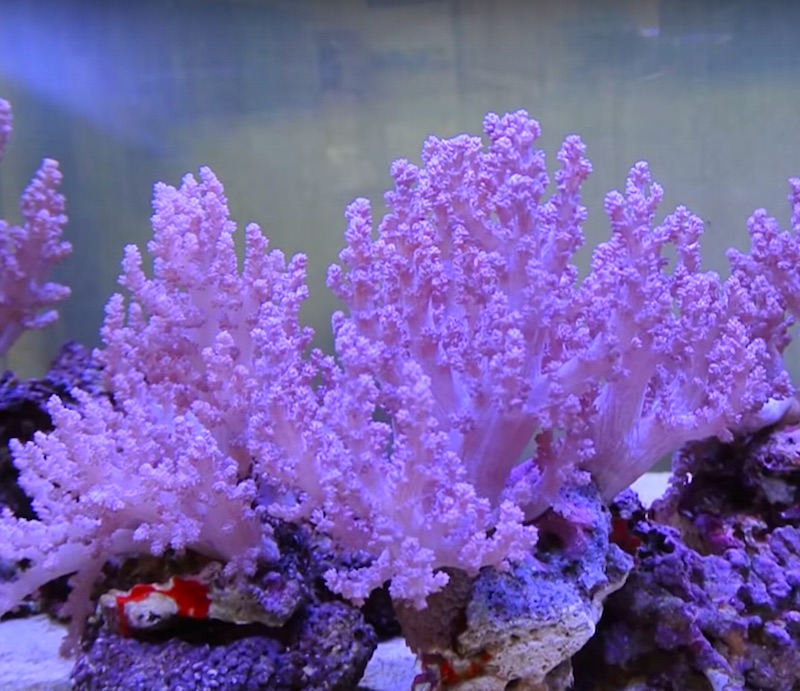 来自日本的粉红珊瑚是水族馆软珊瑚的圣杯之一
