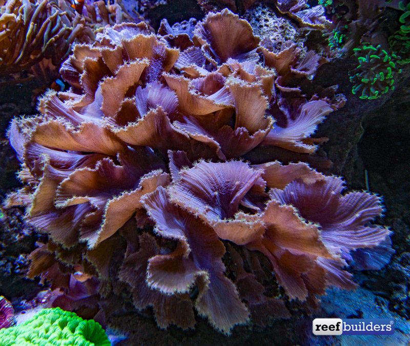 卷心菜皮革是一种耐寒而常见的柔软珊瑚，非常适合初学者