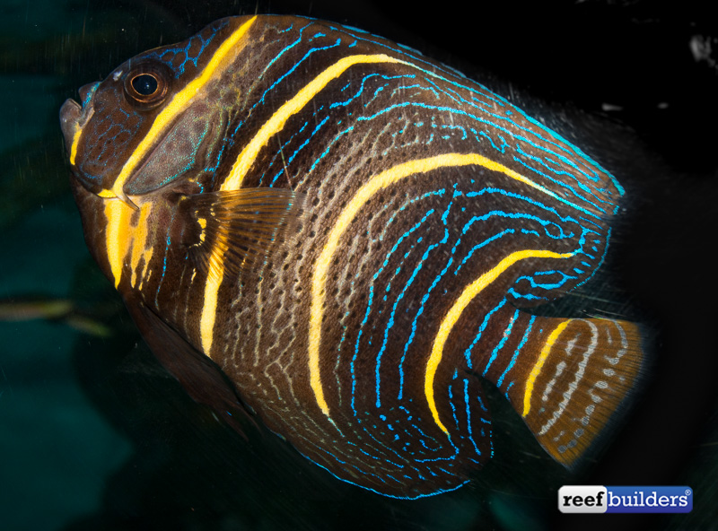 A subadult cortez angelfish showing the intermediate coloration on its way to being full grown