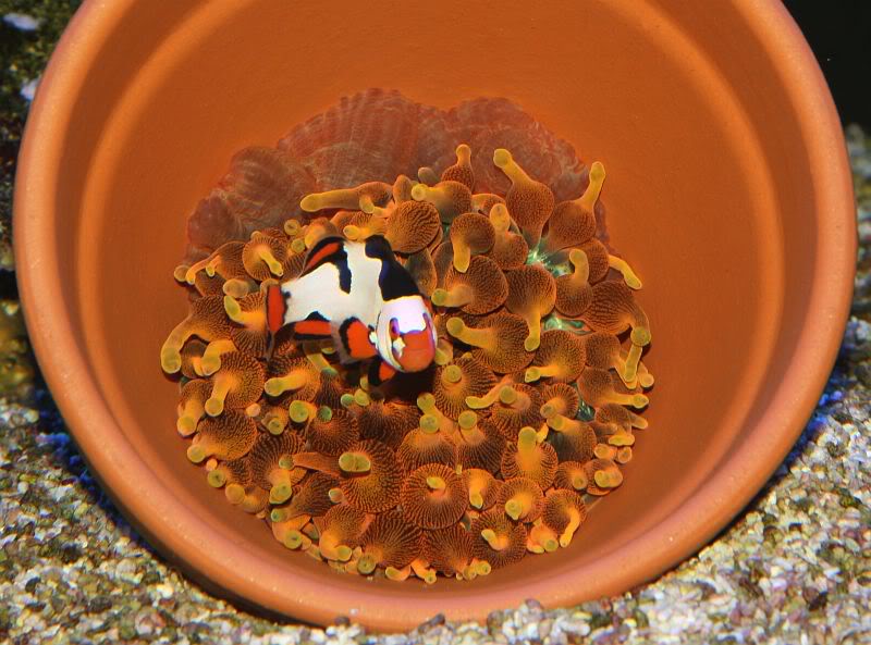anemone-clownfish