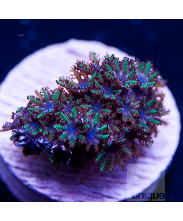 健康的sympodium frag可由独特的珊瑚出售。