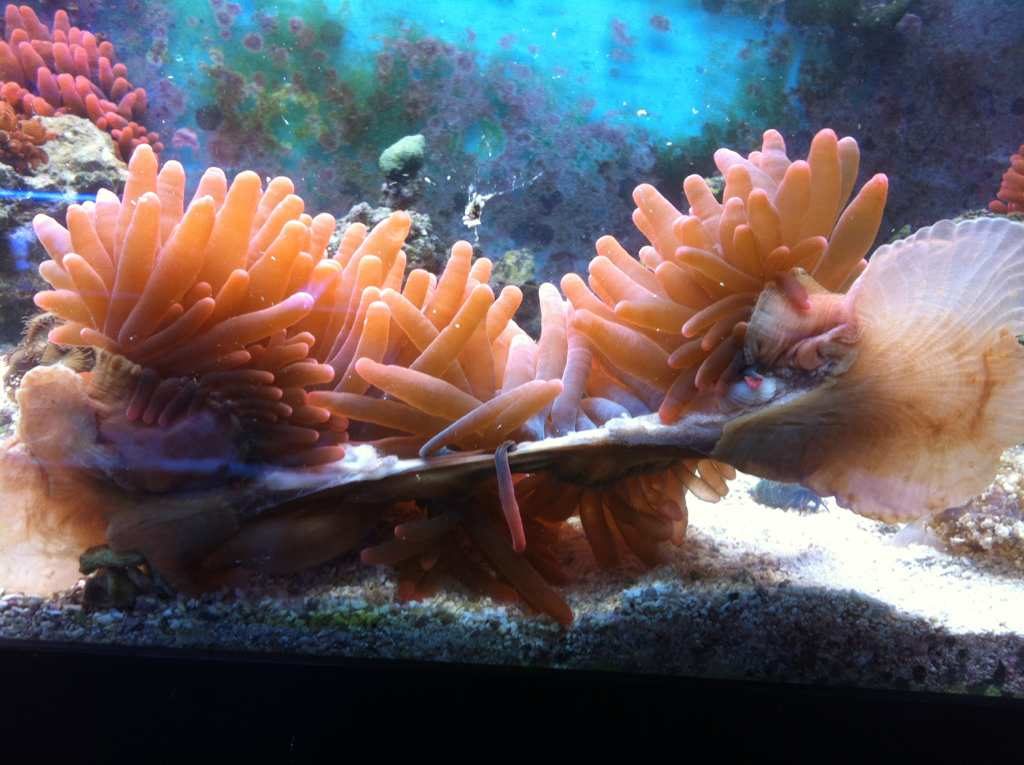 splitting-anemone