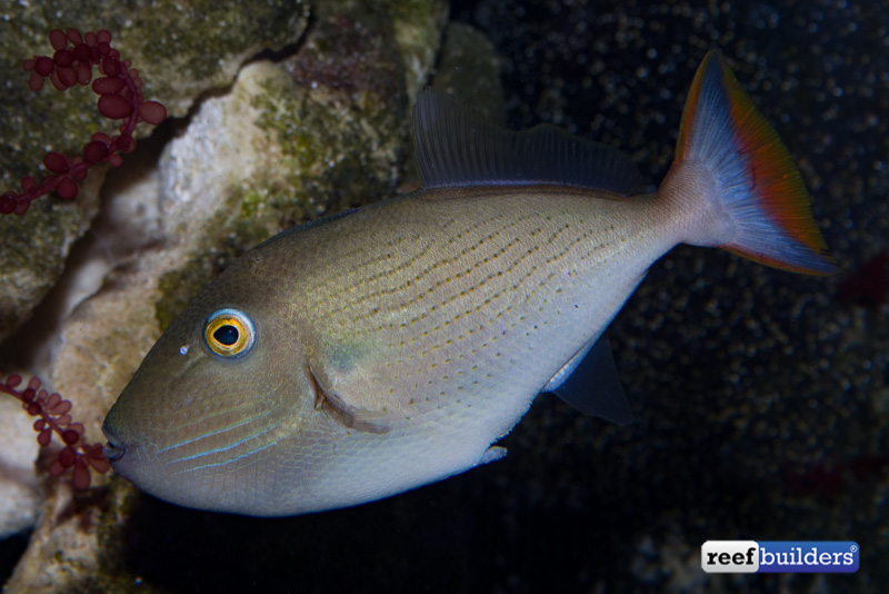 Perhaps one of the very first pictures of a living female linespot triggerfish.