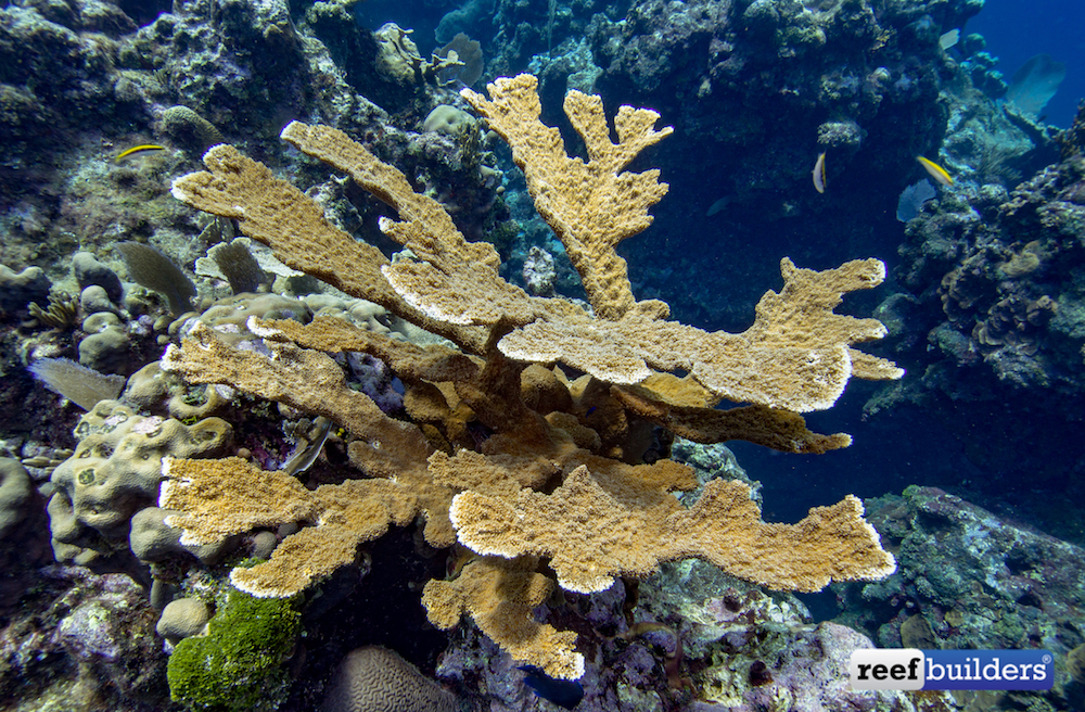 埃尔克霍恩珊瑚