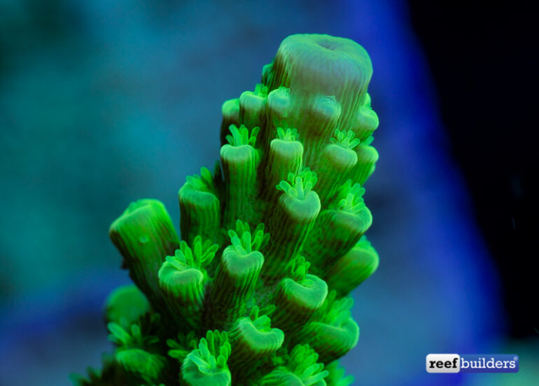 我最喜欢的珊瑚 有毒的绿色佛罗里达acropora 珊瑚礁建设者 珊瑚礁和盐水水族馆博客manbext手机登录 新万博苹果 新万博登录网址 Manbetx2 0ios下载