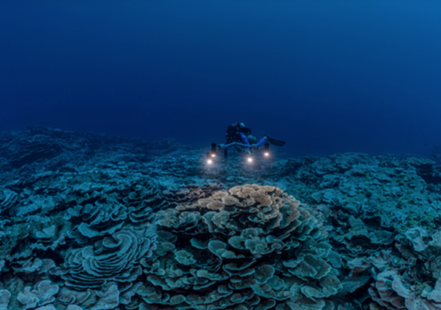 大溪地的新发现的暮光区礁