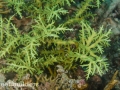 flores-acropora-unknown-two-green-1