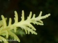 flores-acropora-unknown-two-green-3
