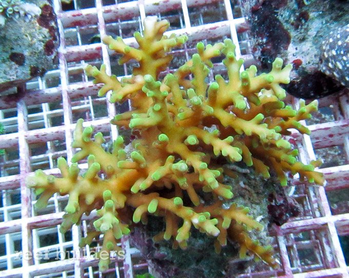 巴厘岛深水Acropora