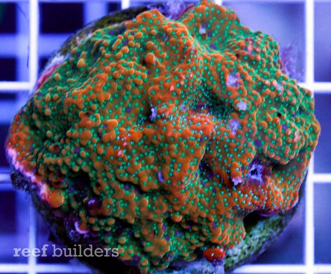 蒙提波拉淘金热下的珊瑚