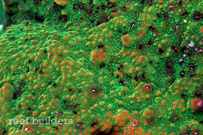 蒙提波拉淘金热下的珊瑚