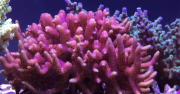 粉红色鸟窝珊瑚。jpg