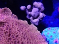 ovision-Oquarium-coral-pictures-10