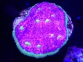 ovision-Oquarium-coral-pictures-12