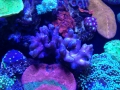 ovision-水族馆-珊瑚图片-3