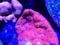 ovision-水族馆-珊瑚图片-9