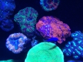 奥维森水族馆珊瑚图片