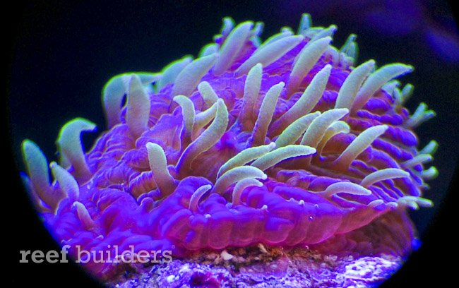 包馅机蕈珊瑚珊瑚