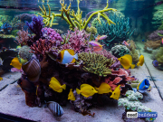 seabox-reef-aquarium-1