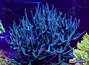 seabox-reef-aquarium-10