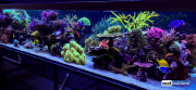 seabox-reef-aquarium-12