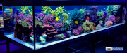 seabox-reef-aquarium-5