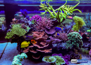 seabox-reef-aquarium-6