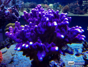 seabox-reef-aquarium-8