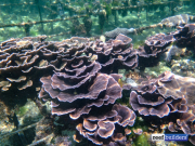 巴厘岛水族馆珊瑚养殖场