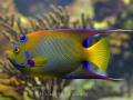 queen angelfish.jpg